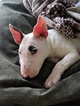 Small Photo #147 Bull Terrier Puppy For Sale in JACKSON, MI, USA