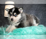 Small #2 Pomsky