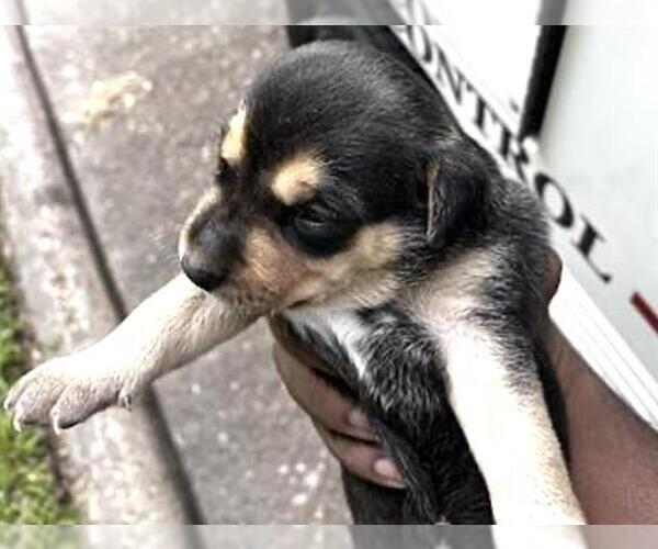 Medium Photo #2 German Shepherd Dog-Unknown Mix Puppy For Sale in Houston, TX, USA