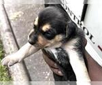 Small #1 German Shepherd Dog Mix