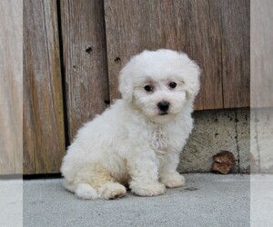 Bichon Frise Puppy for sale in KINZERS, PA, USA