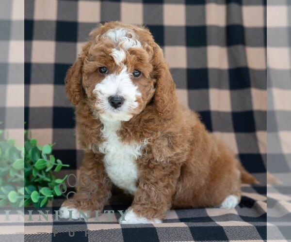 Medium Photo #4 Poodle (Miniature) Puppy For Sale in DORNSIFE, PA, USA