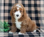 Small #3 Poodle (Miniature)