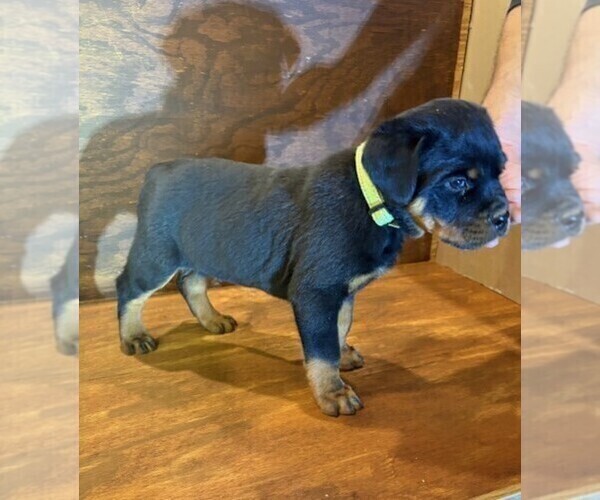 Medium Photo #6 Rottweiler Puppy For Sale in SHEFFIELD, IL, USA