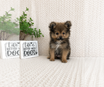 Small #1 Pomeranian
