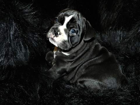 Medium Photo #1 English Bulldog Puppy For Sale in LONGVIEW, TX, USA
