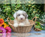 Small Photo #7 Poodle (Miniature) Puppy For Sale in SHILOH, OH, USA
