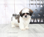 Small Photo #2 Shih Tzu Puppy For Sale in MARIETTA, GA, USA