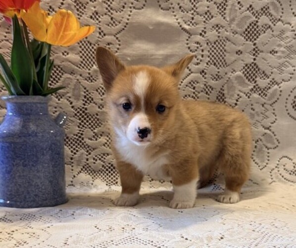 Medium Photo #2 Pembroke Welsh Corgi Puppy For Sale in OWEN, WI, USA