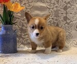 Small #1 Pembroke Welsh Corgi