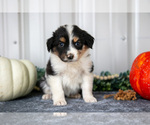 Small #1 Australian Shepherd