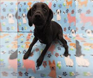 Labrador Retriever-Unknown Mix Dogs for adoption in Grovetown, GA, USA