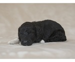 Small Photo #2 Goldendoodle Puppy For Sale in NOBLESVILLE, IN, USA