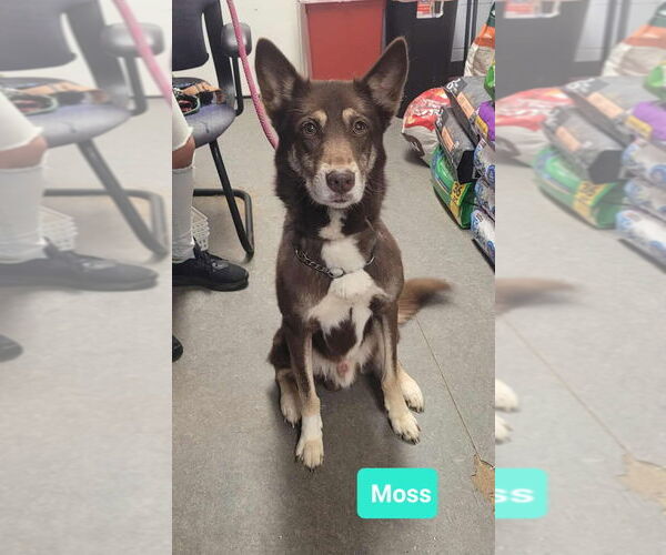 Medium Photo #1 Australian Kelpie-Huskies  Mix Puppy For Sale in Richmond, IN, USA