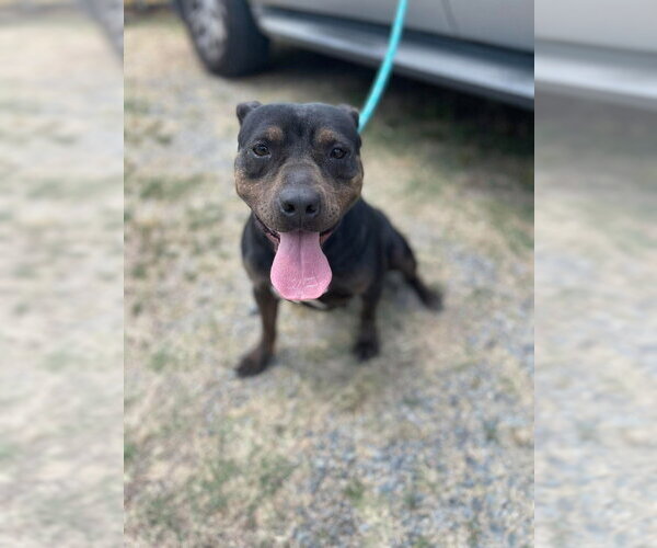 Medium Photo #4 American Staffordshire Terrier-Unknown Mix Puppy For Sale in Brewster, NY, USA
