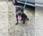 Small #3 American Staffordshire Terrier Mix