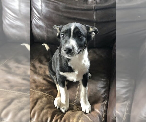 Medium Photo #1 Border Collie-Unknown Mix Puppy For Sale in Winter Park, CO, USA