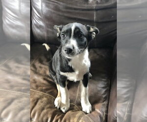 Border Collie-Unknown Mix Dogs for adoption in Winter Park, CO, USA