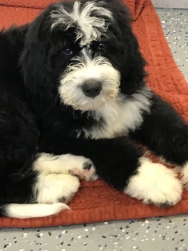 Medium Photo #3 Bernedoodle-Poodle (Standard) Mix Puppy For Sale in RICHMOND, IL, USA