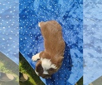 Small #5 Miniature American Shepherd