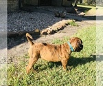 Small Photo #2 Bullmastiff Puppy For Sale in BELLVILLE, TX, USA
