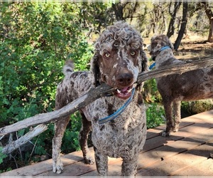 Father of the Irish Wolfhound-Poodle (Standard) Mix puppies born on 08/16/2025