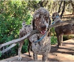 Small Photo #1 Irish Wolfhound-Poodle (Standard) Mix Puppy For Sale in CEDAREDGE, CO, USA