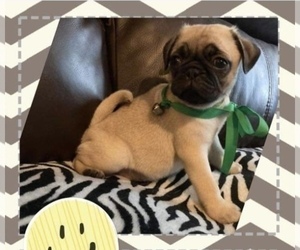 Pug Puppy for sale in SEVIERVILLE, TN, USA