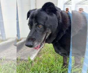 Labrador Retriever-Unknown Mix Dogs for adoption in Abbeville, LA, USA