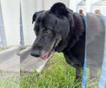 Annie - Female Labrador Retriever-Unknown Mix Dog for Adoption - Small photo