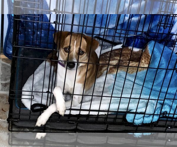 Medium Photo #5 Jack Russell Terrier-Unknown Mix Puppy For Sale in Sarasota, FL, USA