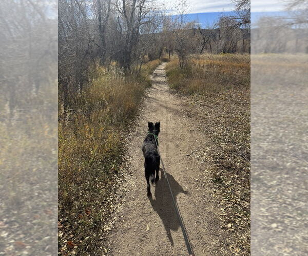 Medium Photo #4 Mutt Puppy For Sale in Lakewood, CO, USA