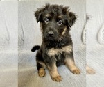 Puppy Miss Red German Shepherd Dog