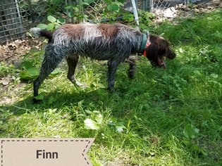Father of the Wirehaired Pointing Griffon puppies born on 09/22/2018