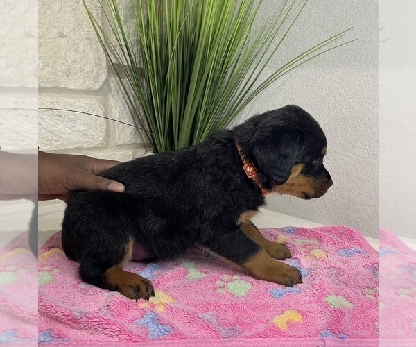 Medium Photo #9 Rottweiler Puppy For Sale in FORT WORTH, TX, USA