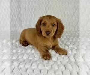 Dachshund Puppy for sale in FRANKLIN, IN, USA