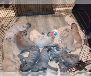 Cane Corso Puppy for sale in DENTSVILLE, MD, USA