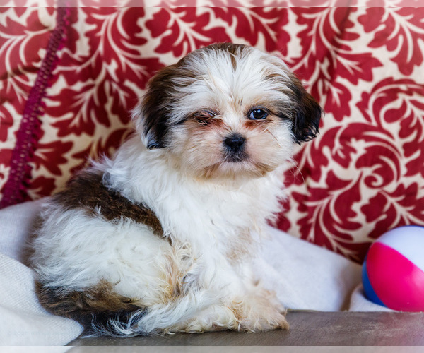 Medium Photo #16 Shih Tzu Puppy For Sale in WAKARUSA, IN, USA