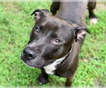 Small Photo #4 American Pit Bull Terrier-Staffordshire Bull Terrier Mix Puppy For Sale in Glen Allen, VA, USA