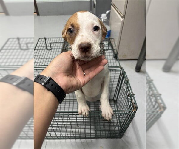 Medium Photo #1 American Pit Bull Terrier-Unknown Mix Puppy For Sale in Corpus Christi, TX, USA