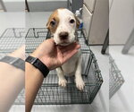 Small American Pit Bull Terrier Mix