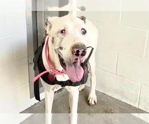 Great Dane Dogs for adoption in Houston, TX, USA