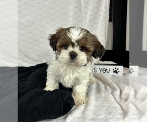 Shih Tzu Puppy for sale in INDIANAPOLIS, IN, USA