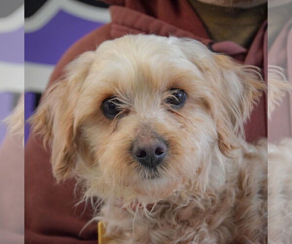 Medium Photo #6 Mutt Puppy For Sale in Huntley, IL, USA