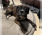 Puppy Diamond Boxer