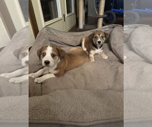 Oak - Male Border Collie-Unknown Mix Dog for Adoption - Photo #2