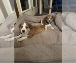 Small Photo #2 Border Collie-Unknown Mix Puppy For Sale in OKLAHOMA CITY, OK, USA