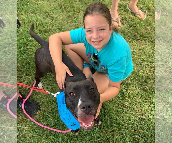 Medium Photo #33 American Pit Bull Terrier-Unknown Mix Puppy For Sale in Germantown, OH, USA