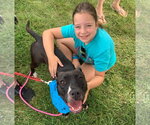 Small #32 American Pit Bull Terrier Mix