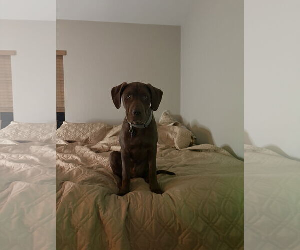 Medium Photo #3 Catahoula Leopard Dog-Labrador Retriever Mix Puppy For Sale in Aurora, CO, USA